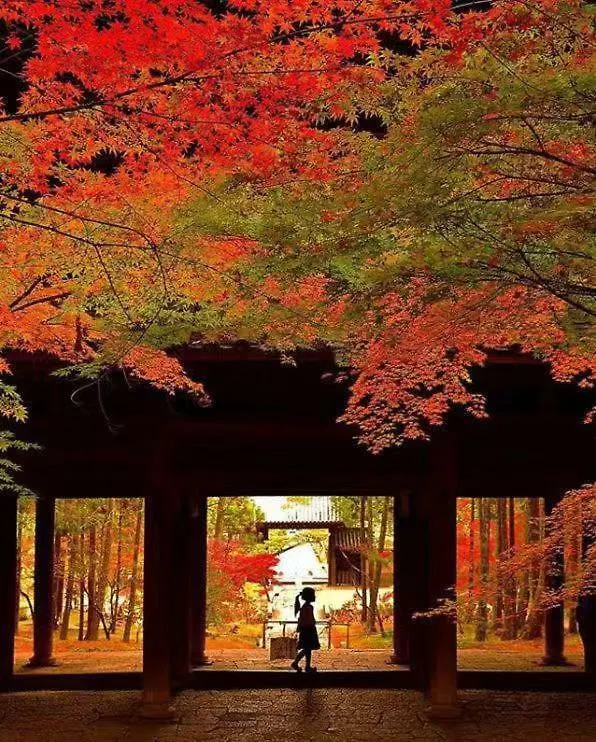 京都有客
